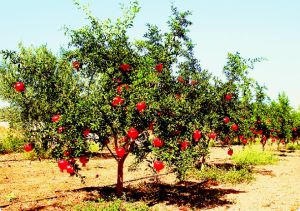 Pomegranate Plants