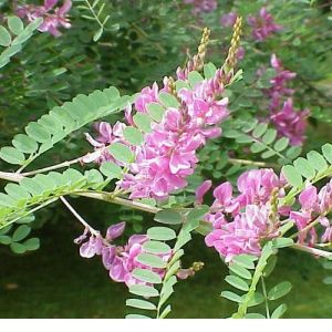 indigo plant