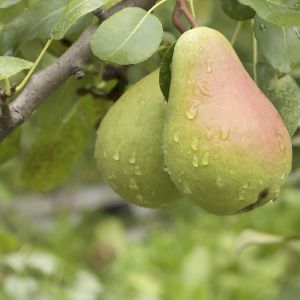 Fresh Pear