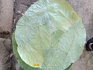 sal leaf plate