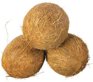 Coconut