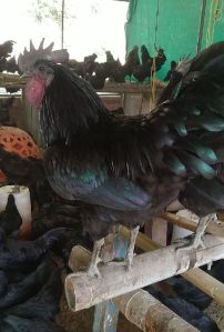 Live Kadaknath Bird