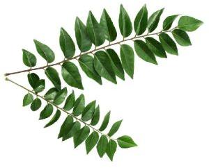 Fresh Curry Leaves