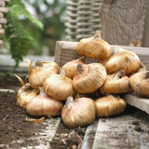 Gladulus flower bulbs at best price