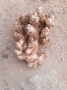 Himachal quality ginger