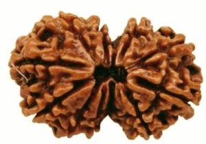 2 Mukhi Rudraksha Beads