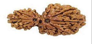 Gauri Shankar Rudraksha