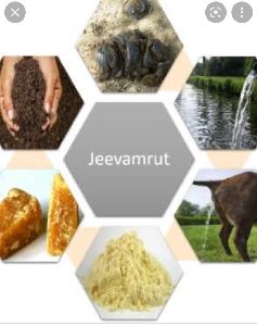 Jeevamrut Plant Growth Regulator