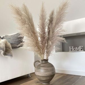 Grey pampas