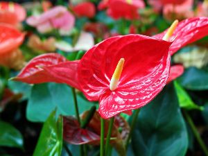 Anthurium Flower