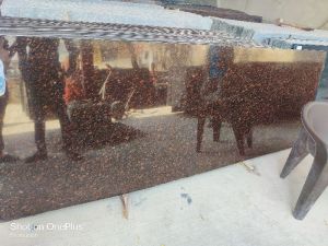 Brown Polished Bagera Granite