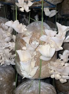 Oyster Mushroom