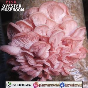 Pink Oyster Mushroom