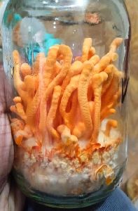 Cordyceps Militaris