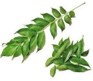 Curry Leaves