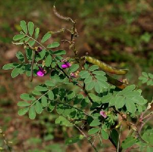 Tephrosia Plant