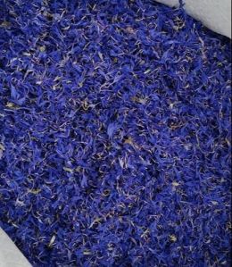 Blue Cornflower petals