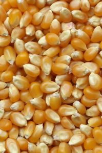 Yellow Maize Seeds