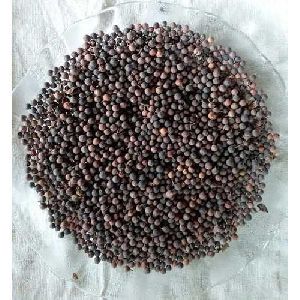 Baibidang Seeds