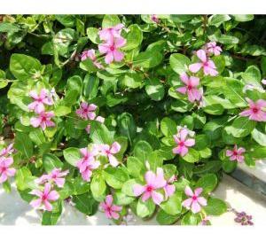 vinca rosea