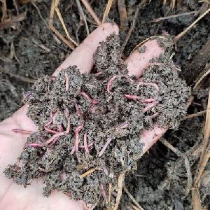 earthworm vermicompost