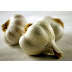 Garlic Extract