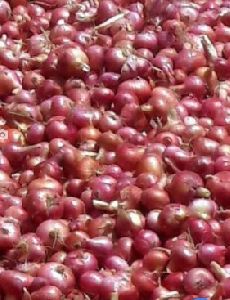 Organic Onion Red.