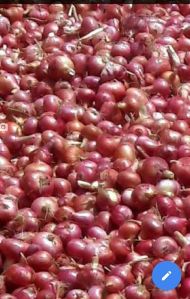 Onion red organic