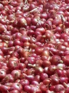 Organic onion red