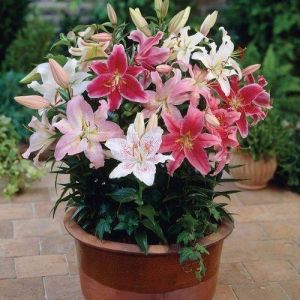 Lilium Plant