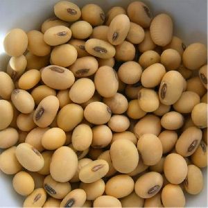 Soyabean Seeds