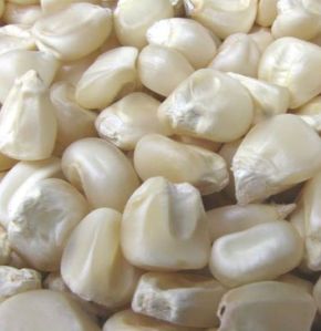 White Corn Seeds