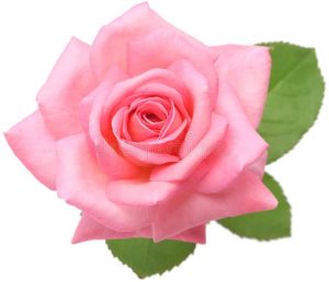 Fresh Pink Rose Flower