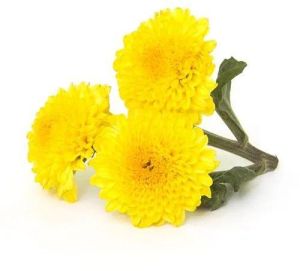 Fresh Yellow Chamanthi Flower