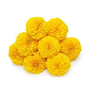 Fresh Yellow Marigold Flower