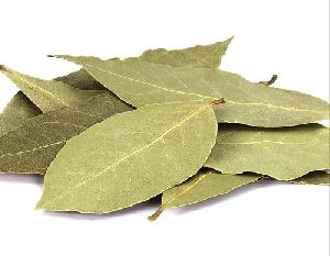 Bay Leaf