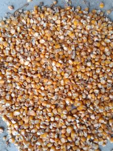 Maize Seed