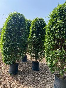 Ficus Plants