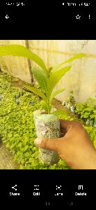 Teak Plant