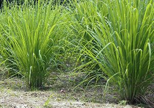 Lemon Grass