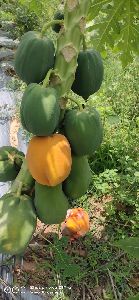 Carica Papaya