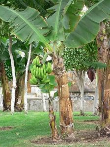 banana trunk