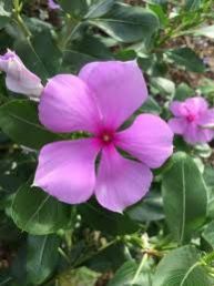 Vinca Rosea Leaves