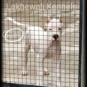 Dogo Argentino breed