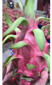 Dragon fruit