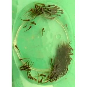 Chital Fish Seeds