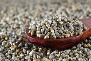 Pearl Millet Seeds