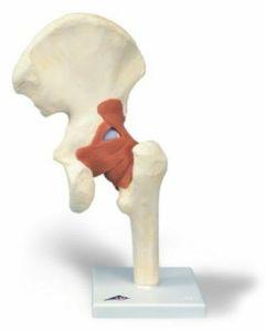 Artificial Hip Joint Human Anatomy Model