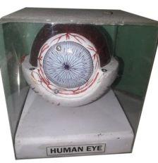 Human Eye Anatomical Model