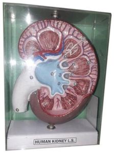 Human Kidney Anatomical Model